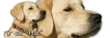 Spardose Golden Retriever #2